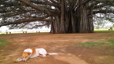 undefinedbanyan tree 01